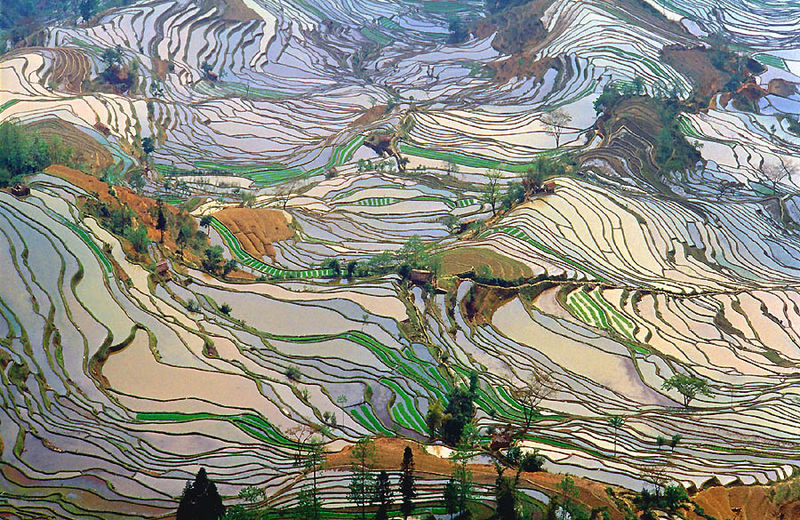 Illustration for article titled This Gorgeous Stained Glass Landscape Is Actually a Rice Field